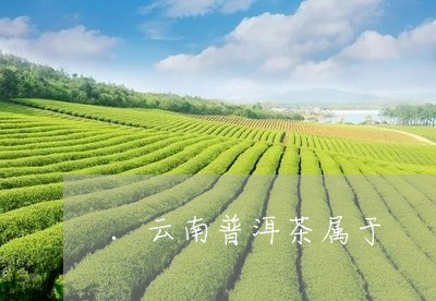 .云南普洱茶属于/2023041135148