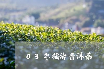 03年福海普洱茶/2023040900592