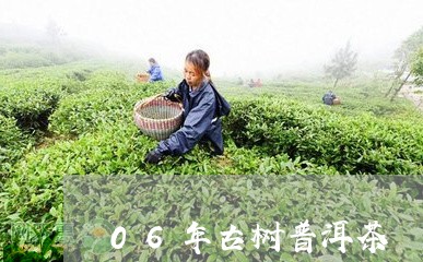 06年古树普洱茶/2023031726838