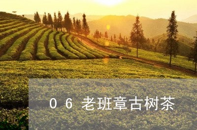 06老班章古树茶/2023032900492