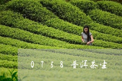 0758普洱茶生/2023041001625