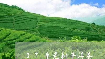 07年老树普洱茶/2023040130815