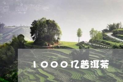 1000亿普洱茶/2023041002715