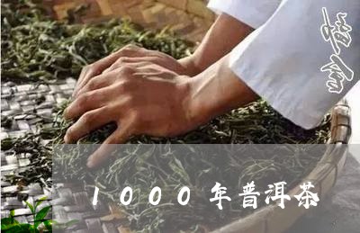 1000年普洱茶/2023041052615