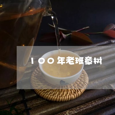 100年老班章树/2023032904848