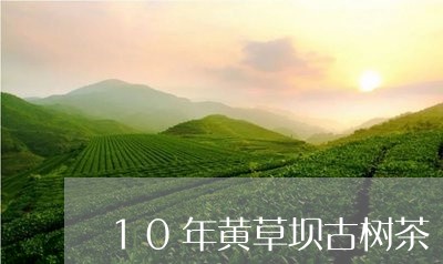 10年黄草坝古树茶/2023032172859