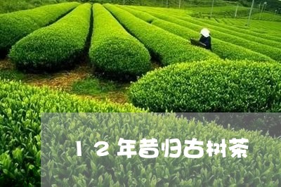 12年昔归古树茶/2023032554053