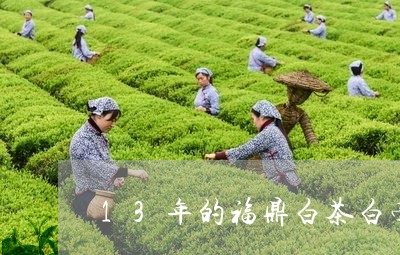 13年的福鼎白茶白毫银针/2023033108493