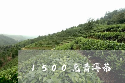 1500克普洱茶/2023041069505