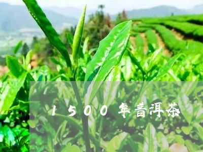 1500年普洱茶/2023041095350