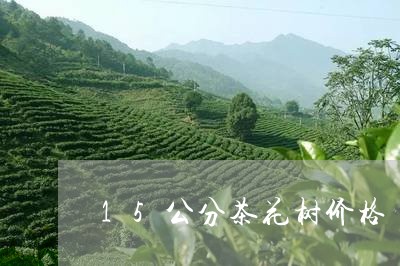 15公分茶花树价格/2023032138584