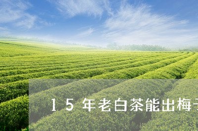 15年老白茶能出梅子香吗/2023033119382