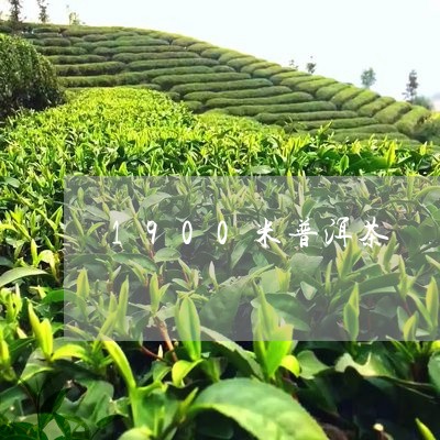 1900米普洱茶/2023041078694