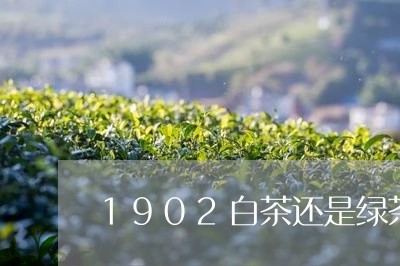 1902白茶还是绿茶身体/2023033182727