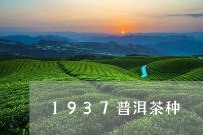 1937普洱茶种/2023041069380