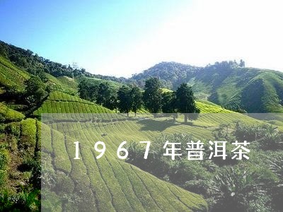 1967年普洱茶/2023041102727