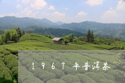 1967年普洱茶/2023041193704