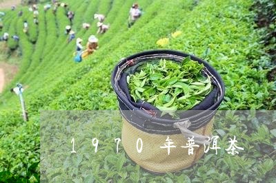 1970年普洱茶/2023041000381