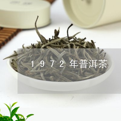 1972年普洱茶/2023041026571