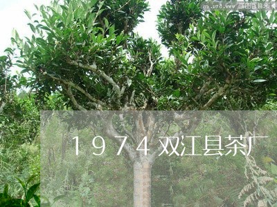 1974双江县茶厂/2023041697361