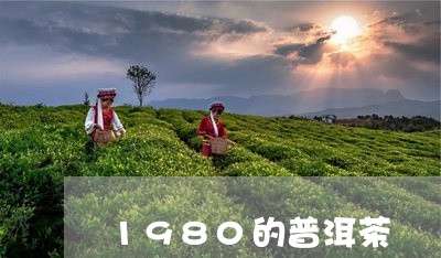 1980的普洱茶/2023041157360