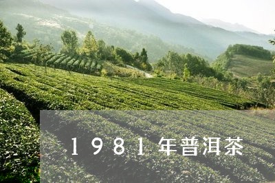 1981年普洱茶/2023041045048