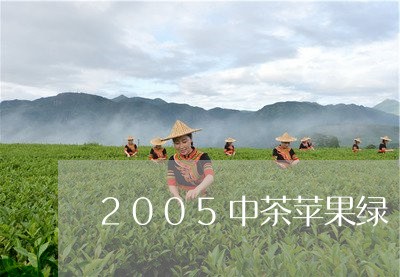 2005中茶苹果绿/2023041735152