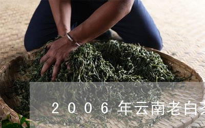 2006年云南老白茶图片/2023033159725