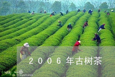 2006年古树茶/2023032609504