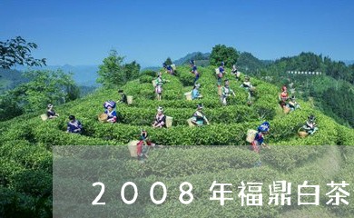 2008年福鼎白茶值多钱/2023033112058