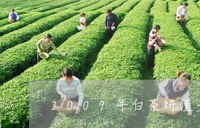 2009年白茶饼值多少钱/2023033109360