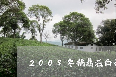 2009年福鼎老白茶高山/2023033114170