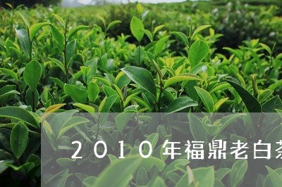 2010年福鼎老白茶收藏/2023033197270