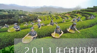 2011年白牡丹龙珠白茶/2023033128472