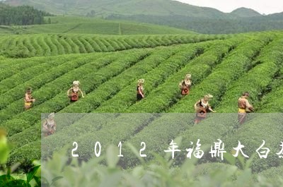 2012年福鼎大白茶价格/2023033104939