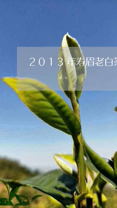 2013年寿眉老白茶价格/2023033148693