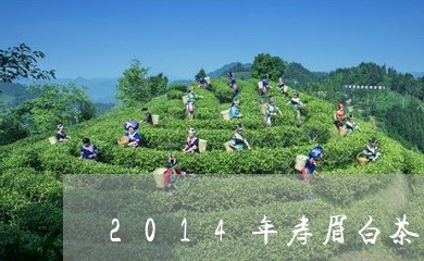 2014年寿眉白茶饼价格/2023033155141