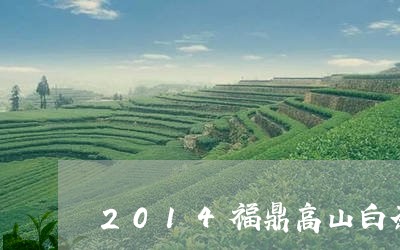 2014福鼎高山白茶寿眉/2023033130614