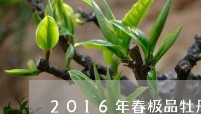 2016年春极品牡丹白茶/2023033050504