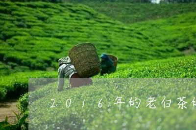 2016年的老白茶的益处/2023033042635