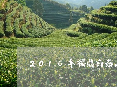 2016年福鼎白茶品质好/2023033039502