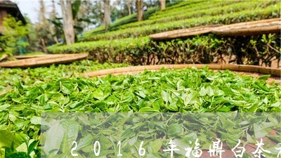 2016年福鼎白茶老树茶/2023033078583