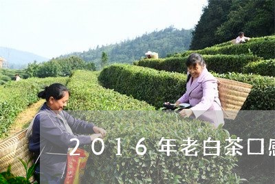 2016年老白茶口感特点/2023033068482