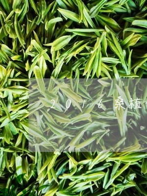 2016桑植白茶春天茶会/2023033027360