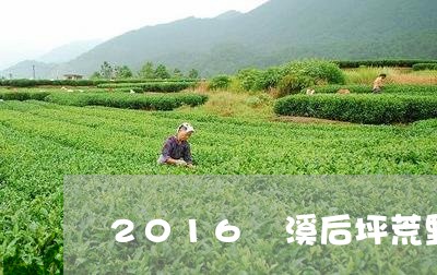 2016磻溪后坪荒野寿眉/2023033029370