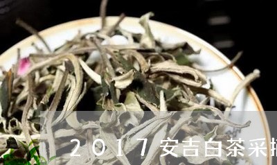 2017安吉白茶采摘时间/2023033085049