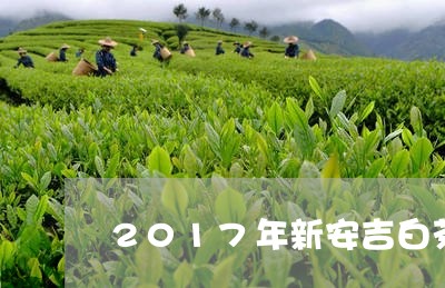 2017年新安吉白茶上市/2023033072816