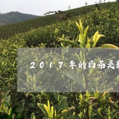 2017年的白茶是新茶吗/2023033054059