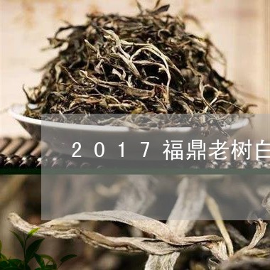 2017福鼎老树白茶价格/2023033042837