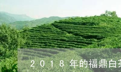 2018年的福鼎白茶上市/2023033072615